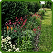 Border of Lychnis Flowers