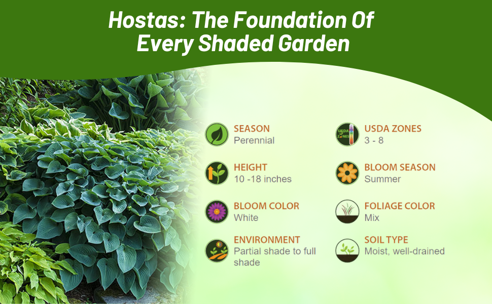 Perennial Striking Leaf Variety of Hosta Plants For Shade