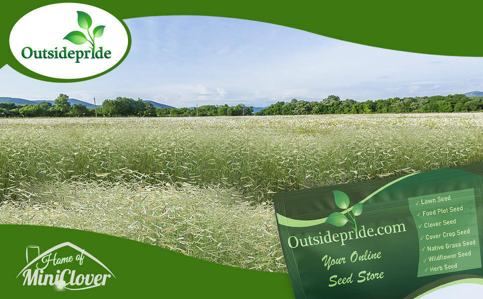 Blue Grama Native Grass Seed Field For Harvesting