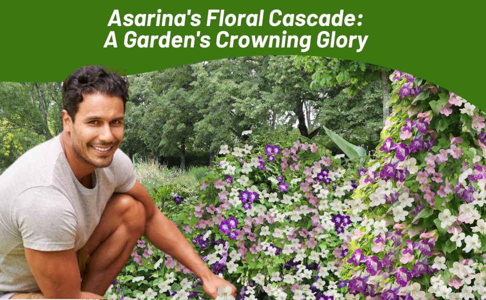 Man Tending To Asarina Scandens Climbing Snapdragon Flower Garden