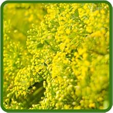 Yellow Flowering Dill in Garden