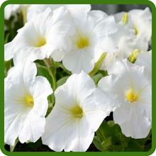Heat & Sun Tolerant White Petunia Multiflora Flowers