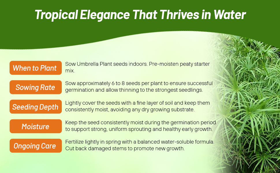 Planting Directions For Tropical Umbrella Plant