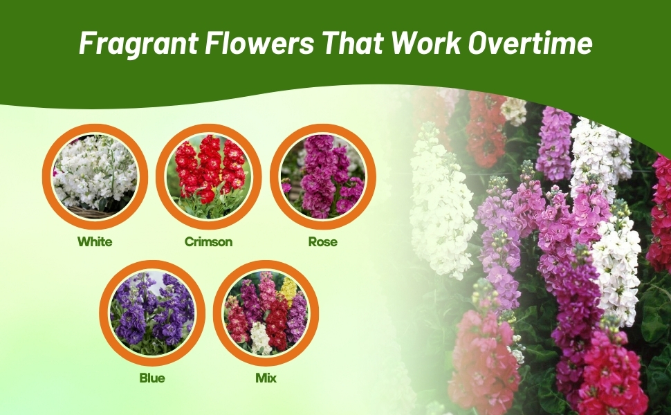 White, Blue, Crimson, Rose, & Mixture For Stock Flower Varieties