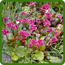 Bergenia Cold Hardy and Resilient Plants