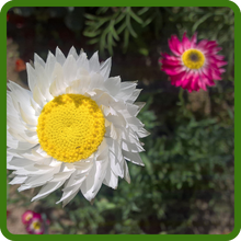 Adaptable Everlasting Flower Seeds