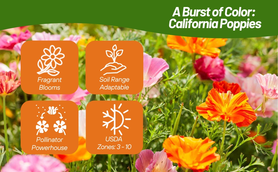 California Poppy MIssion Bells Fragrant Blooms For Pollinators