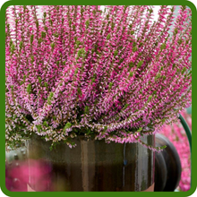 Heather Container Plant