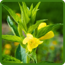 Heat & Drought Tolerant Oenothera Evening Primrose