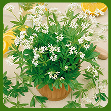 Woodruff Container Plant
