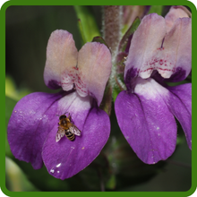 Chinese Houses  Flowers Attracts Pollinators