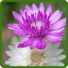 Xeranthemum Double Blooms