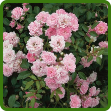 Charming Miniature Roses on China Rose Plants