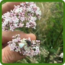 Valerian Attracts Beneficial Pollinators