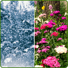 Annual Short Sunburst Wildflower Diverse Growth