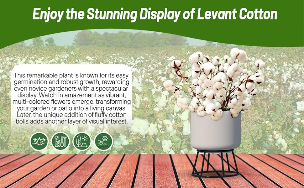 Cut Cotton In Container Plant