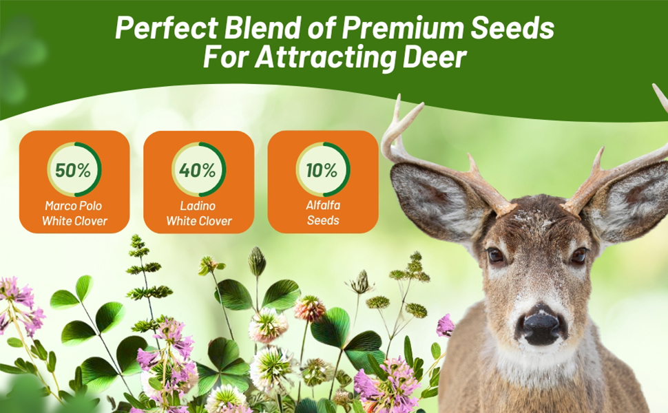 Ladino Type White Clovers & Alfafa For Premium Forage Seed