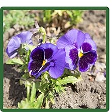 image of flower