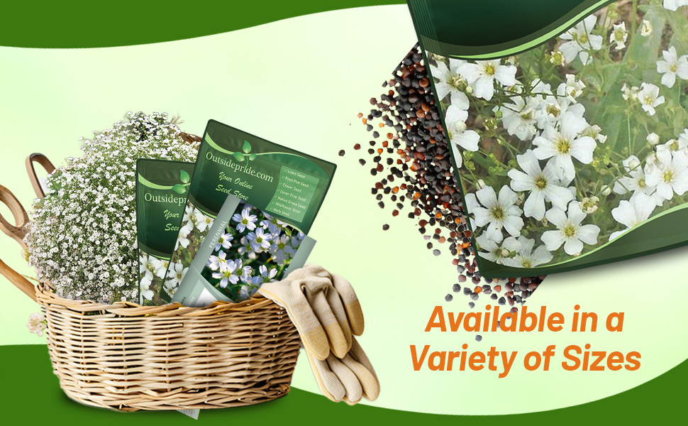 Gypsophila Baby's Breath Seed Packet & Bag