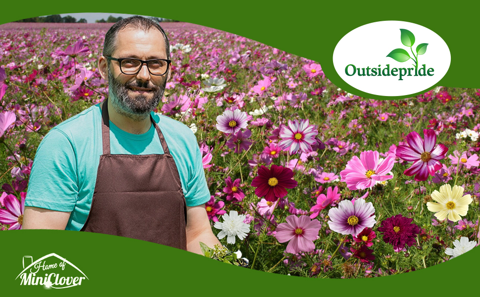 Cosmos Flower Garden Planted from Wildflower Seeds