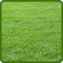 Soft, Dark Green Bluegrass Supreme Lawn Grass Seed