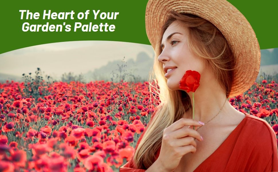 Wildflower Meadow of Red Poppies Planted From Seeds