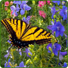 Birds & Butterfly Pollinator Attractor
