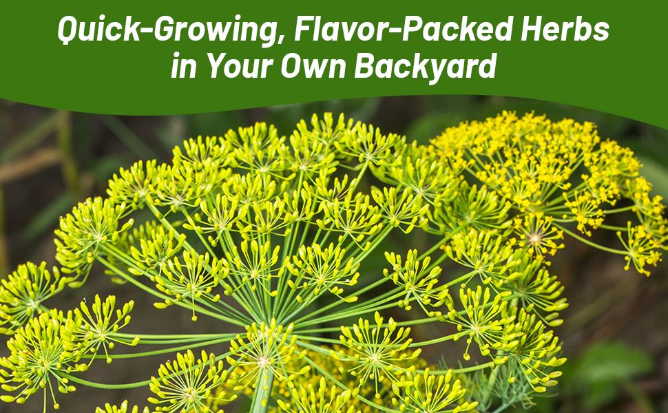 Yellow Flower Head of Dill Herb