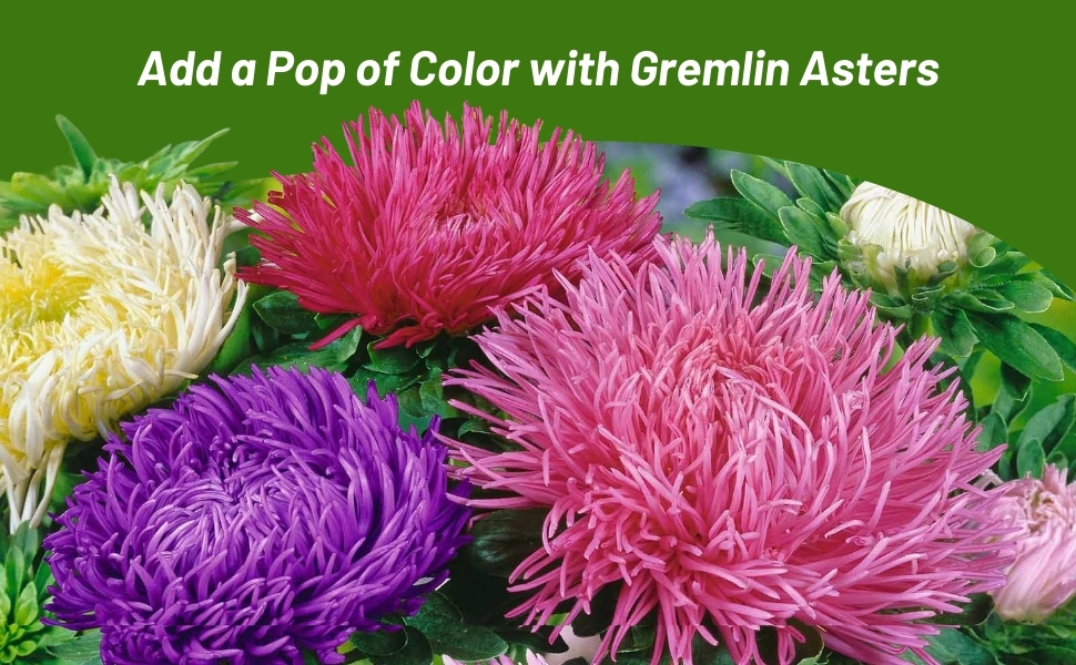 Yellow, Purple, Red, and Pink Callistephus Tall Double Gremlin Aster Flowers