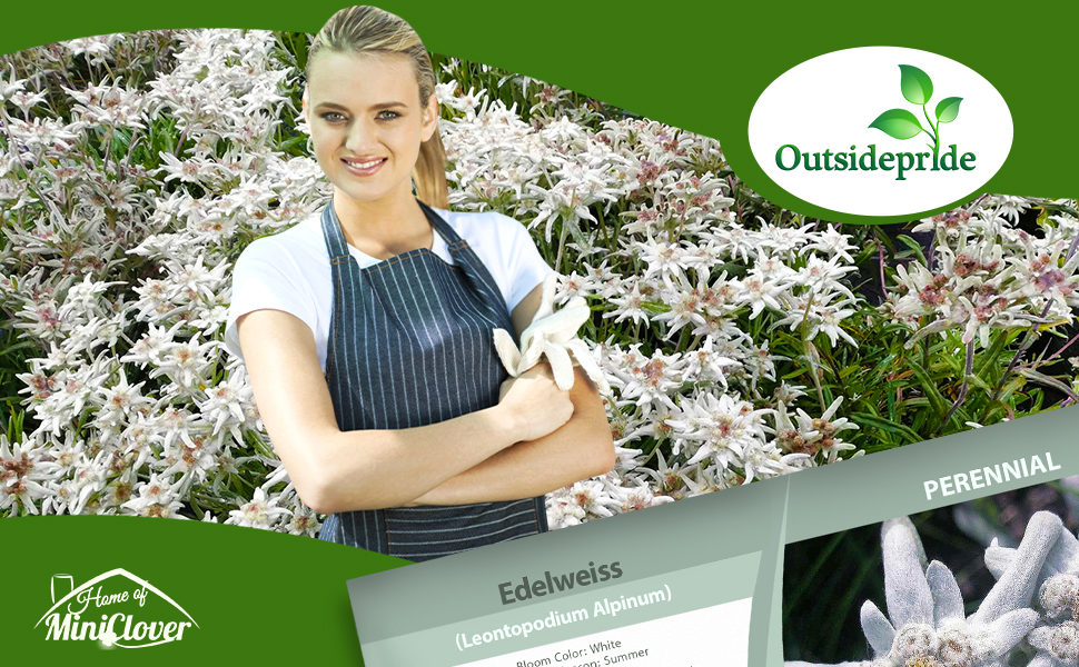 Edelweiss Leontopodium Alpinum Ground Cover Seeds
