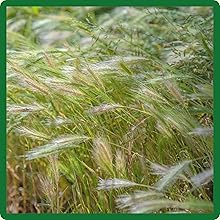 Northeast Native Grass For Erosion Control