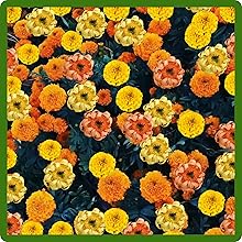 Long Bloom Season of Tagetes erecta African Marigold Flowers