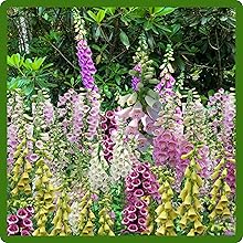 Foxglove Biennial or Perennial Plants