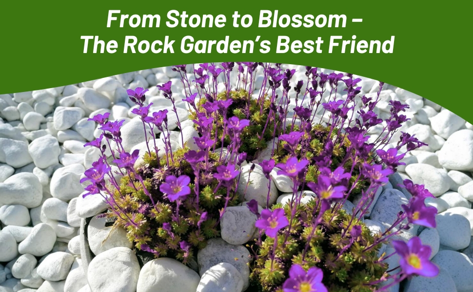 Purple Saxifraga In White Rock Garden
