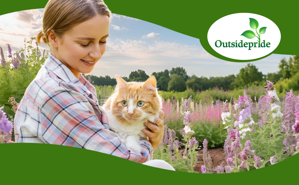 Catmint Plants in Field