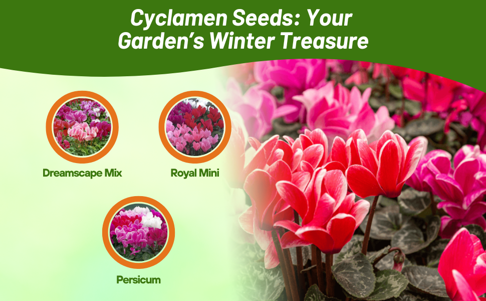 Dreamscape, Royal Mini, & Persicum Cyclamen Flower Varieties