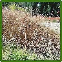 Drought Tolerant Carex Grass