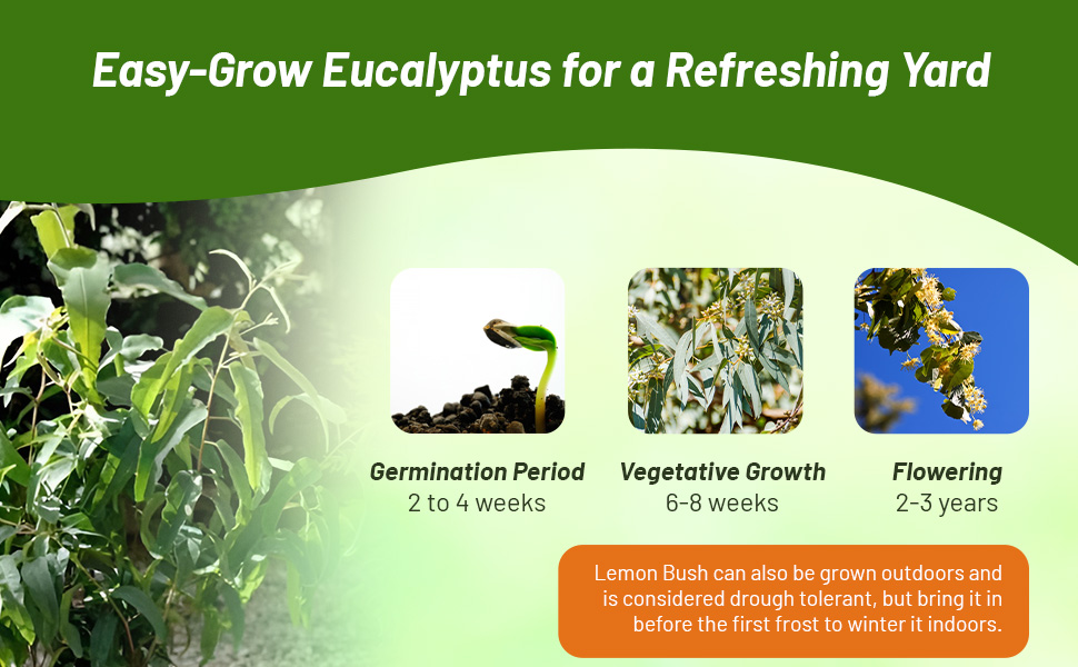 Aromatic Fragrant Eucalyptus Plants