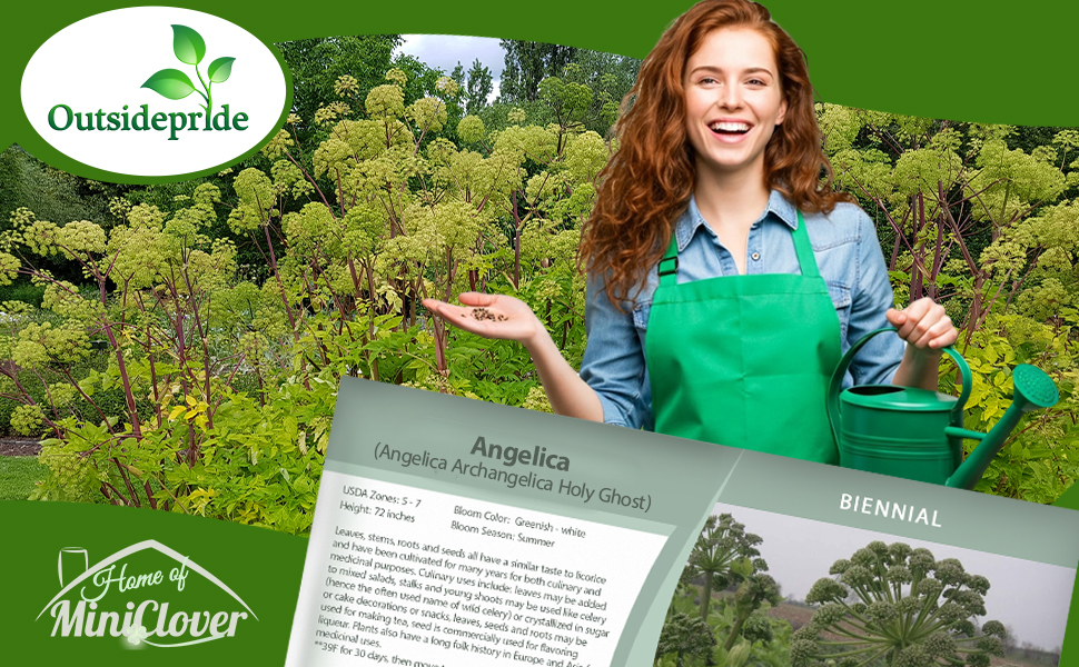Angelica Holy Ghost Herb Garden Plant