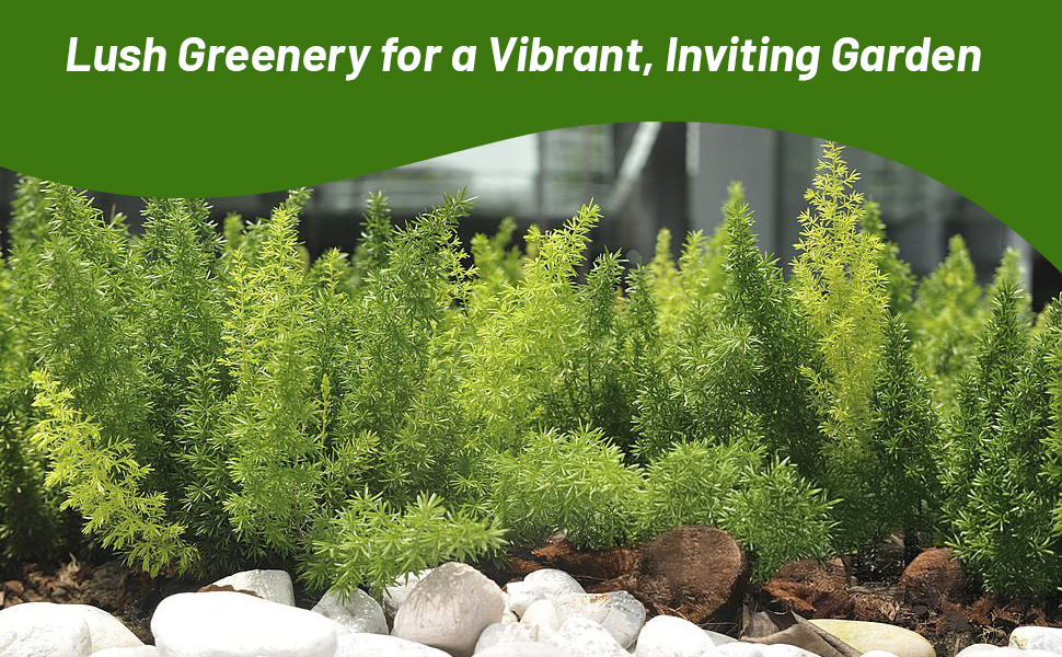 Lush Green Foliage of Asparagus Fern Meyeri in Rock Garden