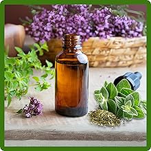Oregano Plants For Culinary Cooking