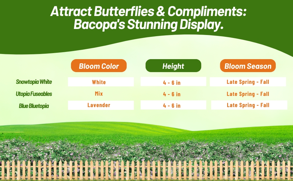 Bloom Season, Height, & Color Chart For Bacopa Flowers