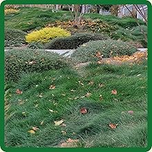 Creeping Red Fescue Dryland Cover Crop