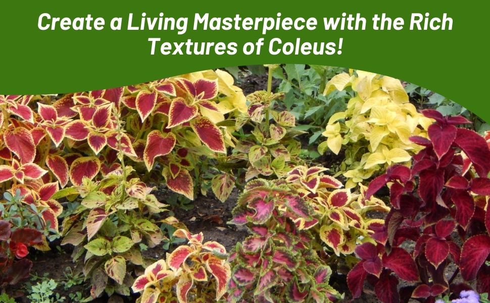 Garden of Coleus Plants Full Sun or Shade