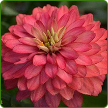 Drought Tolerant Zinnia Zahara Flower Seed Mix
