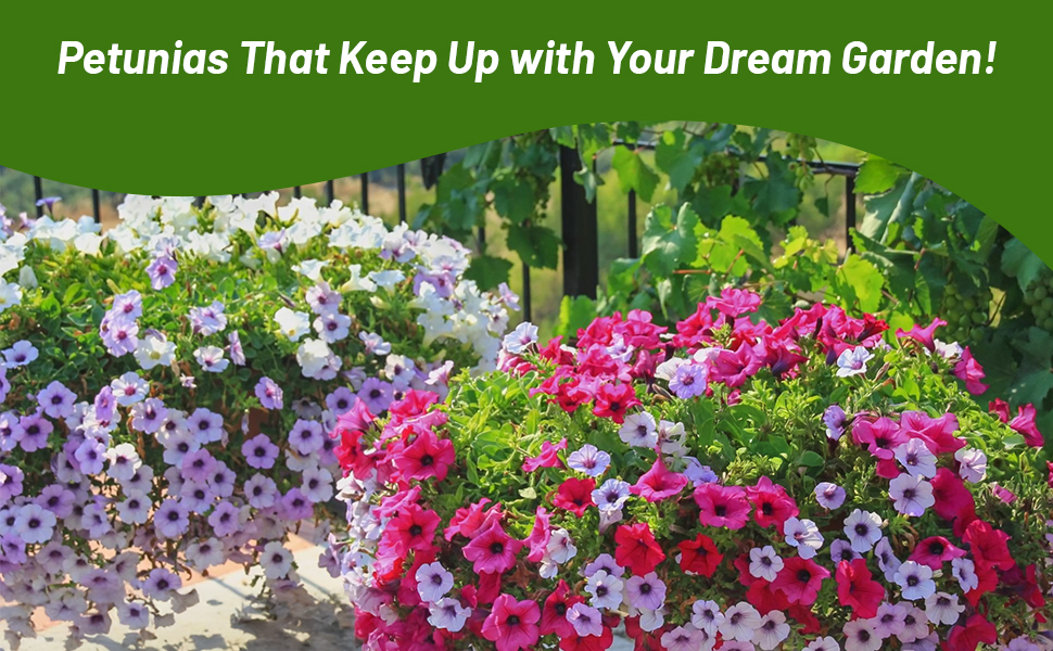 Tidal Wave Petunia Flower Garden Full Sun