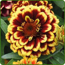 Ball-shaped Bloom of Zinnia Aztec Sunset Flowers