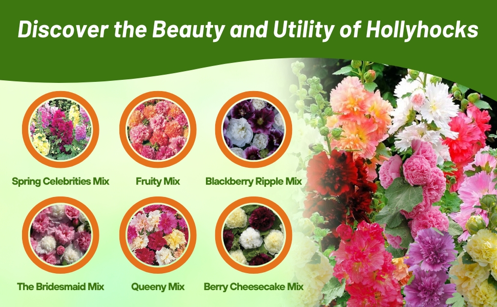 Varieties of Hollyhock Outsidepride Offers