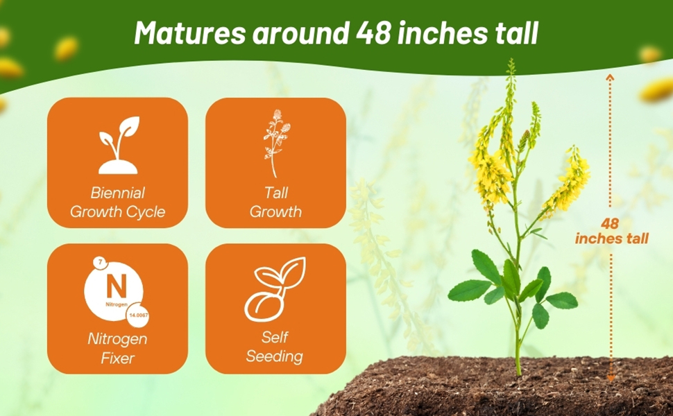 Biennial Yellow Sweet Clover Seed Is a Tall Nitrogen Fixer Plant 
