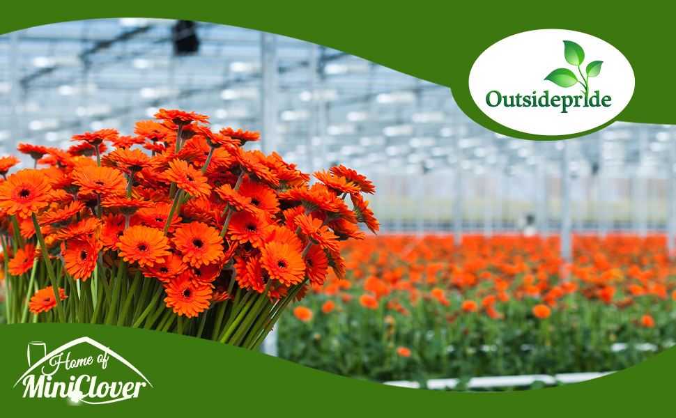 Red Gerbera Flowers Grown In Greenhouse